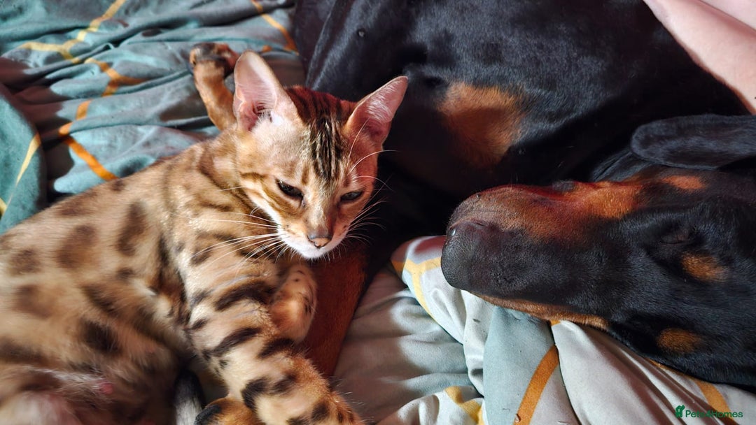 Bengal cats for sale: Breeding quality pedigree bengal boy & girl - Image 3