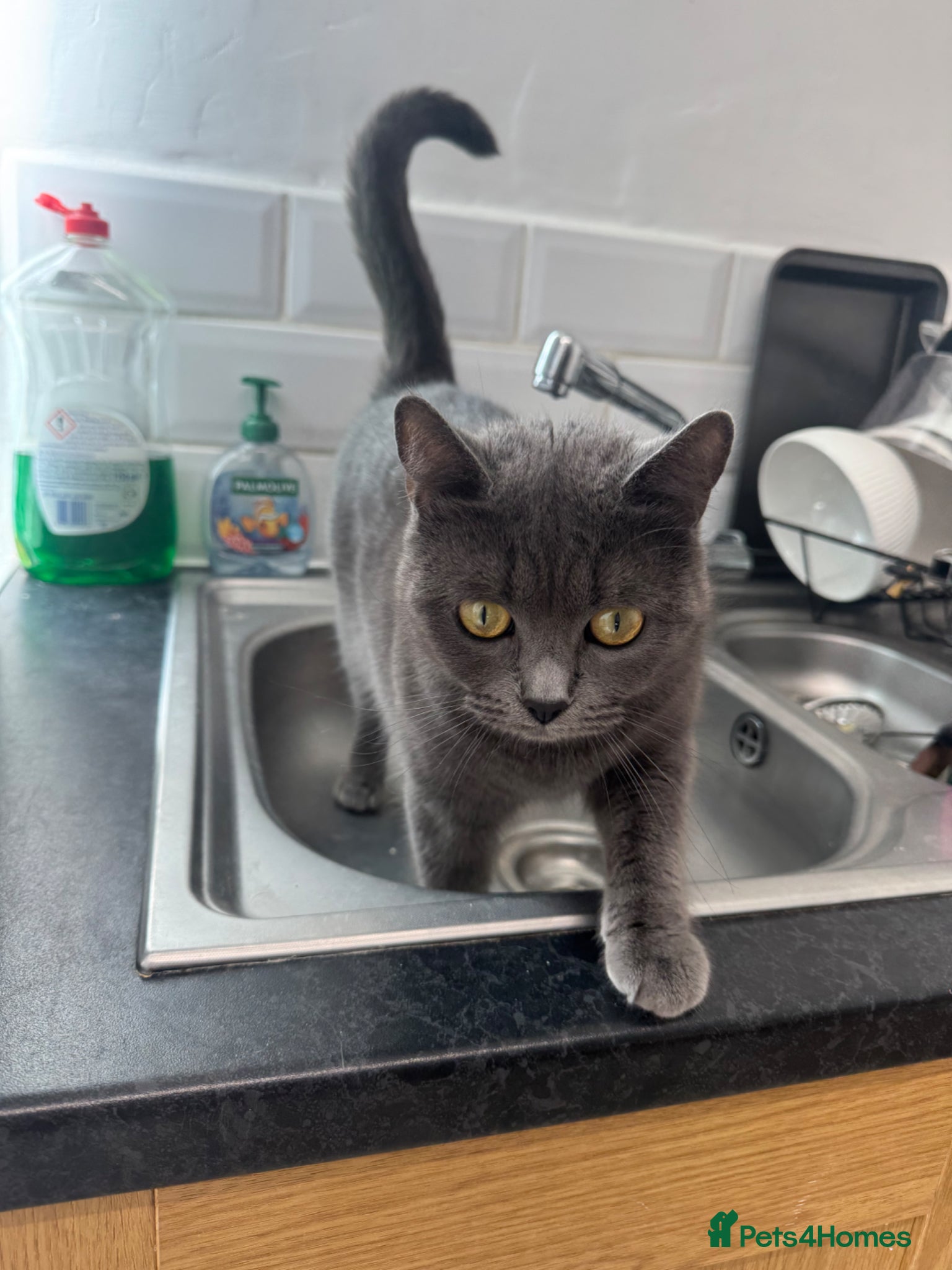 Mixed Breed cats Shadow 3yrs old  - Advert 6
