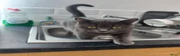 Mixed Breed cats for sale: Shadow 3yrs old  - Advert 1