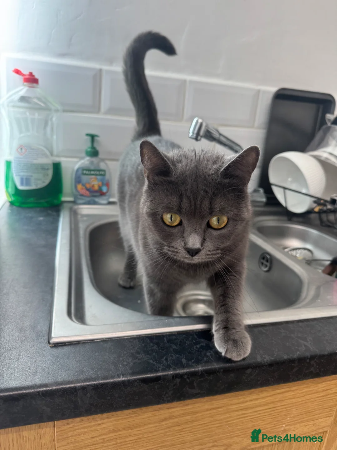 Mixed Breed cats for sale: Shadow 3yrs old  - Advert 1
