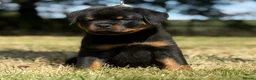Rottweiler dogs for sale: ⭐️ Best Breeding in the UK 🇬🇧 ⭐️ - Advert 3
