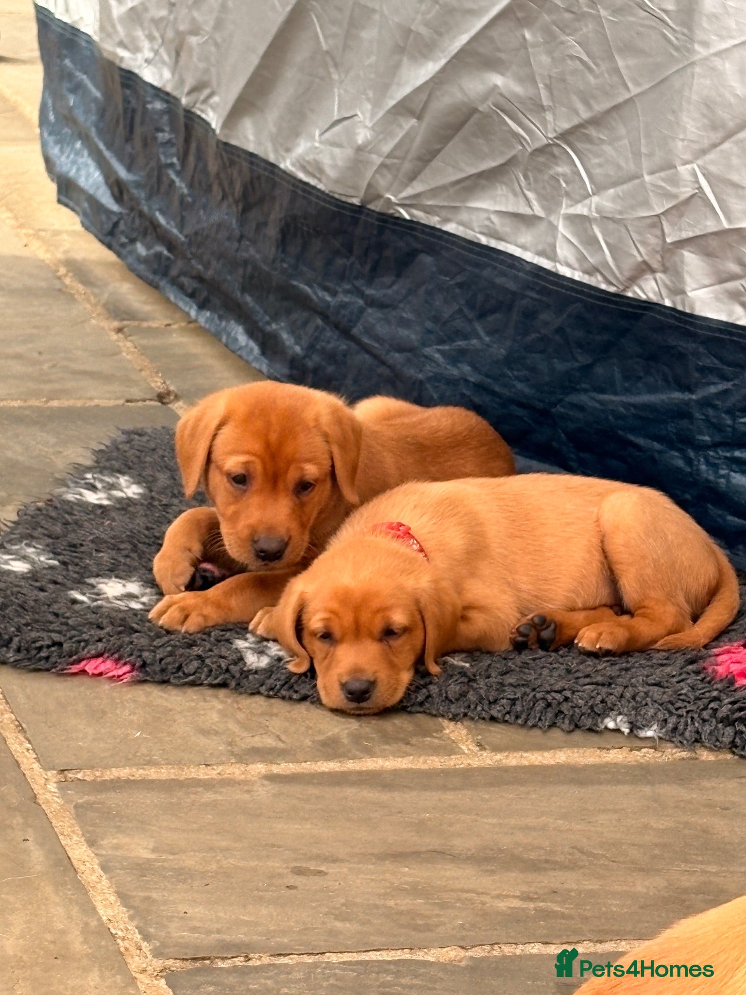 Labrador Retriever dogs Beautiful Pedigree Fox Red Labrador Puppies - Advert 1