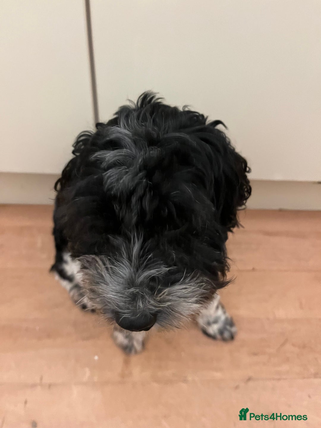 Cockapoo dogs for sale: 2year old cockerpoo boy - Advert 5