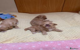 Maltipoo dogs for sale: Beautiful maltipoo puppies looking for new homes  - Image 5