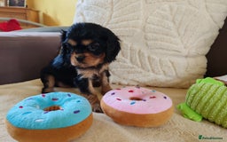 Cavalier King Charles Spaniel dogs for sale: KC Beautiful Cavalier King Charles puppies - Image 29