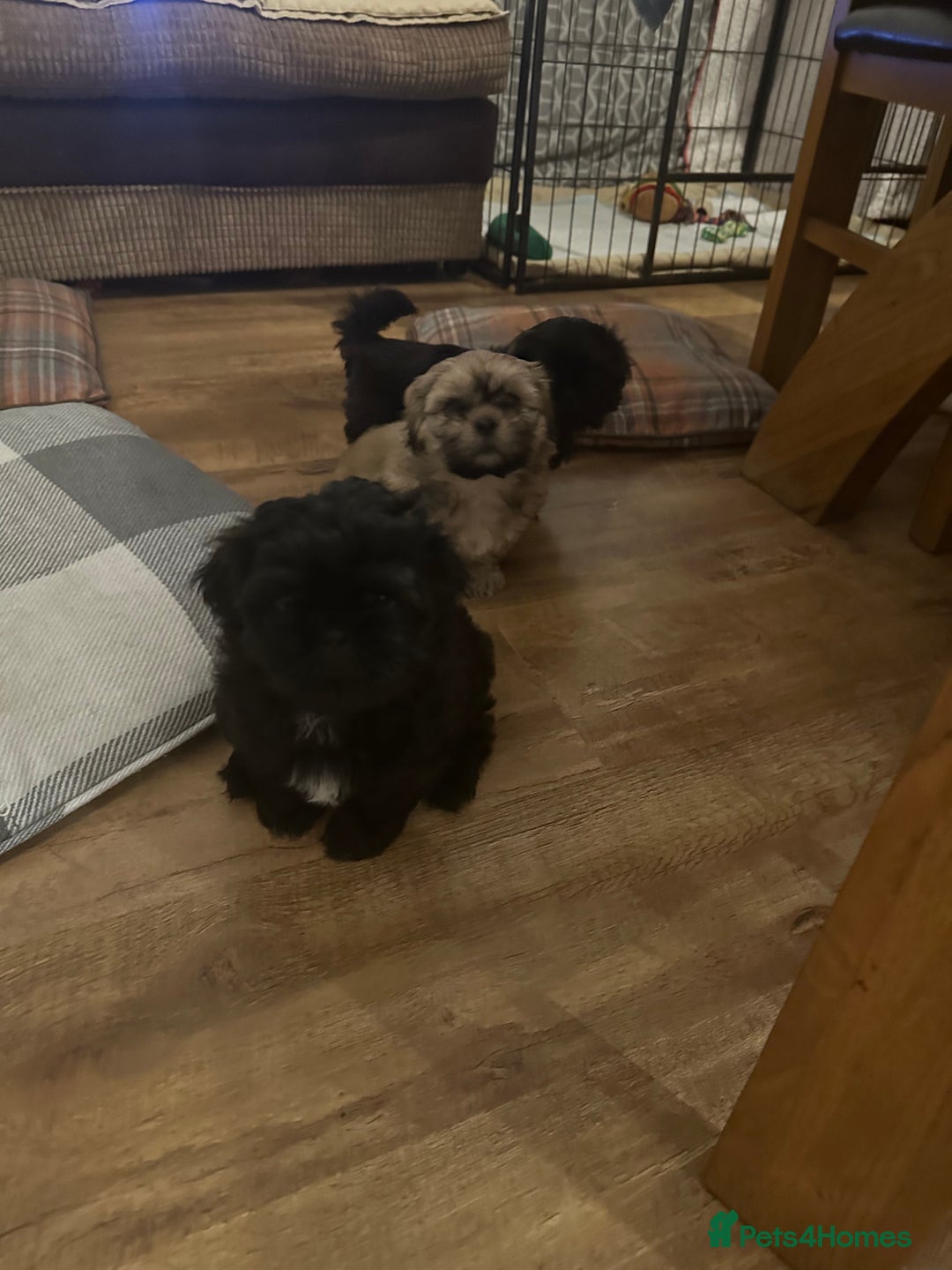 Shih Tzu dogs for sale: Shih Tzu puppies - Advert 2