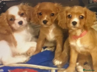 Cavapoo dogs DNA clear F1 cavapoo including BVA heart/eyes - Advert 12