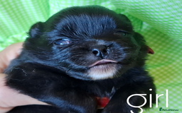 Pomeranian dogs for sale:  KC Teddy Face Merle, Black Exquisite Petite Girls - Advert 4