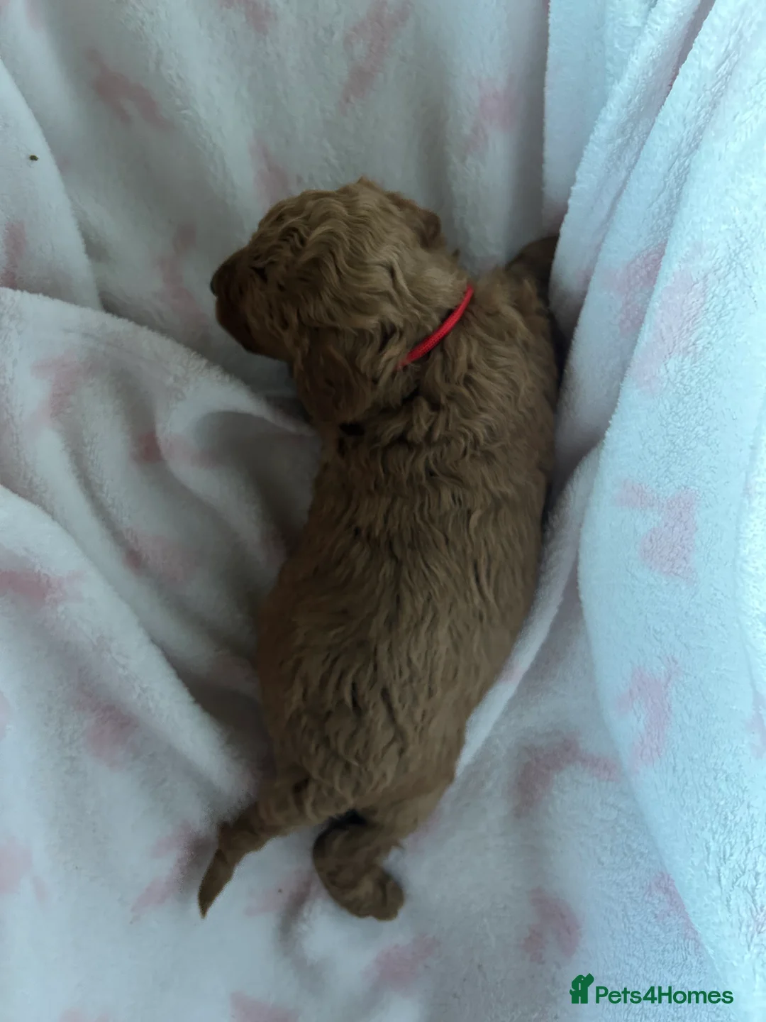 Cavapoo dogs for sale: Adventures of a curly cavapoo no further  - Advert 6