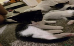 Mixed Breed cats for sale: Sweet kittens  - Image 24