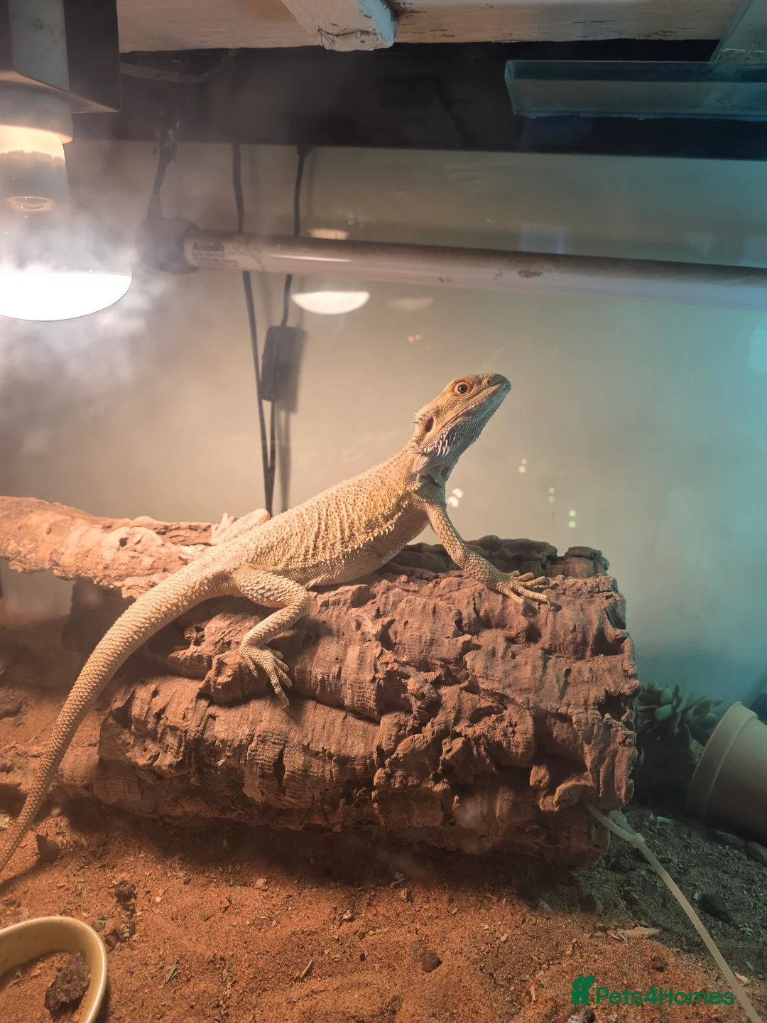 Bearded Dragon reptiles for sale: 3 year old female and 10 year old male.  - Advert 2