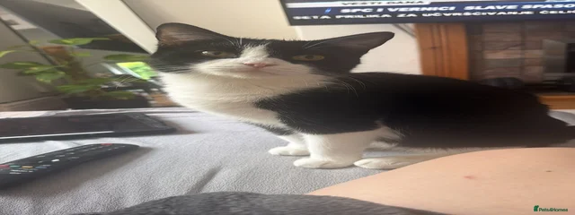 Bella