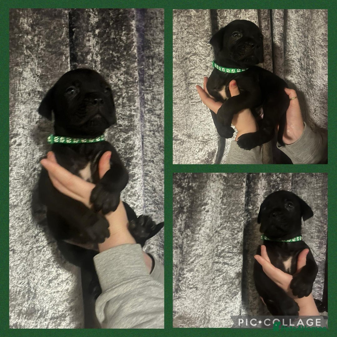 Cane Corso dogs for sale: Chunky blue cane corso pups - Image 6