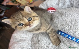 British Shorthair cats for sale: 💎Rare BSH Kittens💎Pedigree Champion Blood Line💎 - Image 25