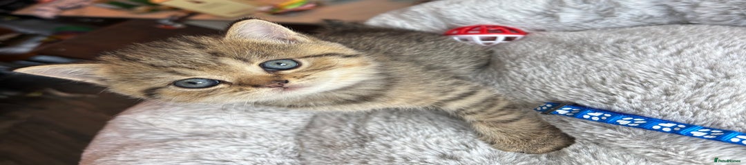 British Shorthair Kitten 2 (blue collar)