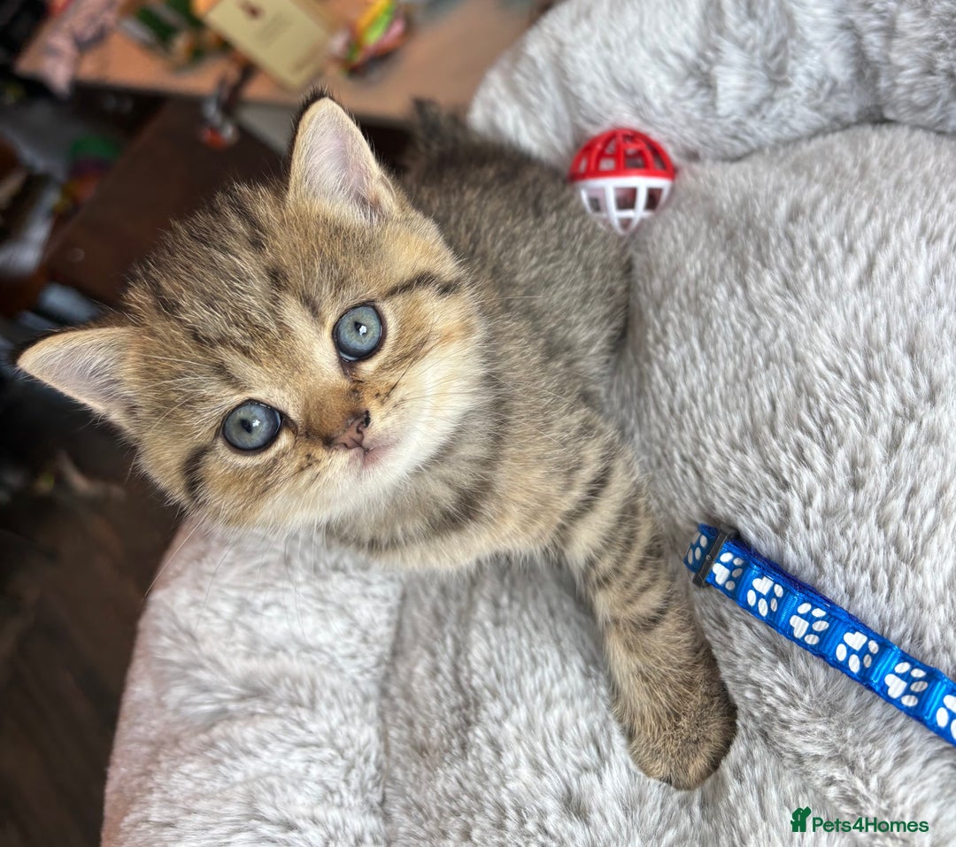 British Shorthair cats for sale: 💎Rare BSH Kittens💎Pedigree Champion Blood Line💎 - Image 25