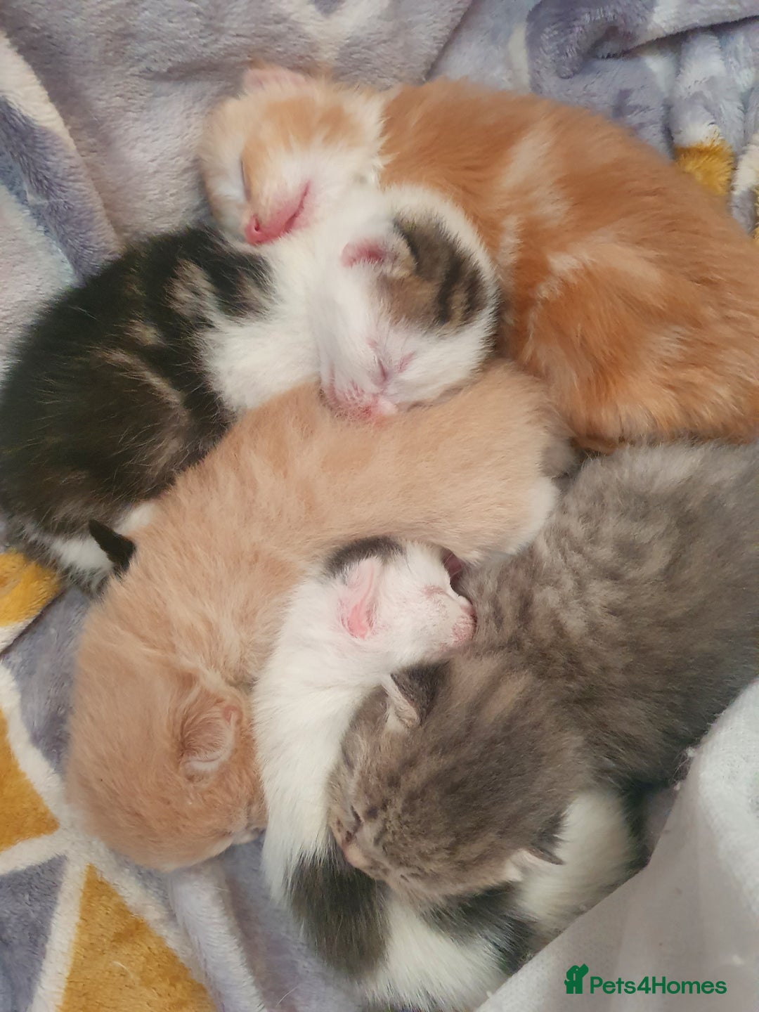 Mixed Breed cats for sale: 2 Fluffy Boys and 3 Gorgeous Girls READY NOW - Image 1