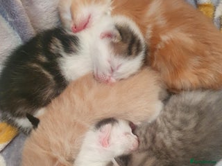 Mixed Breed cats for sale - Advert 1