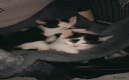Mixed Breed cats for sale: Kittens available  - Image 7