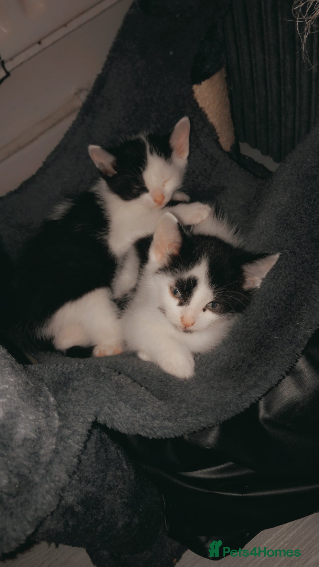 Mixed Breed cats for sale: Kittens available  - Image 7