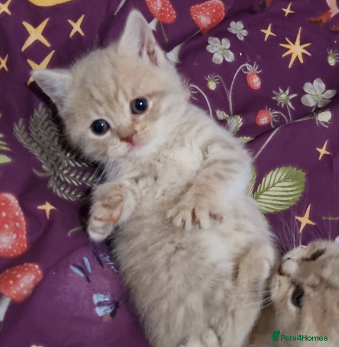 British Shorthair cats for sale: Blue & stripy, boys & girls ava British shorthairs in Eastbourne - Image 17