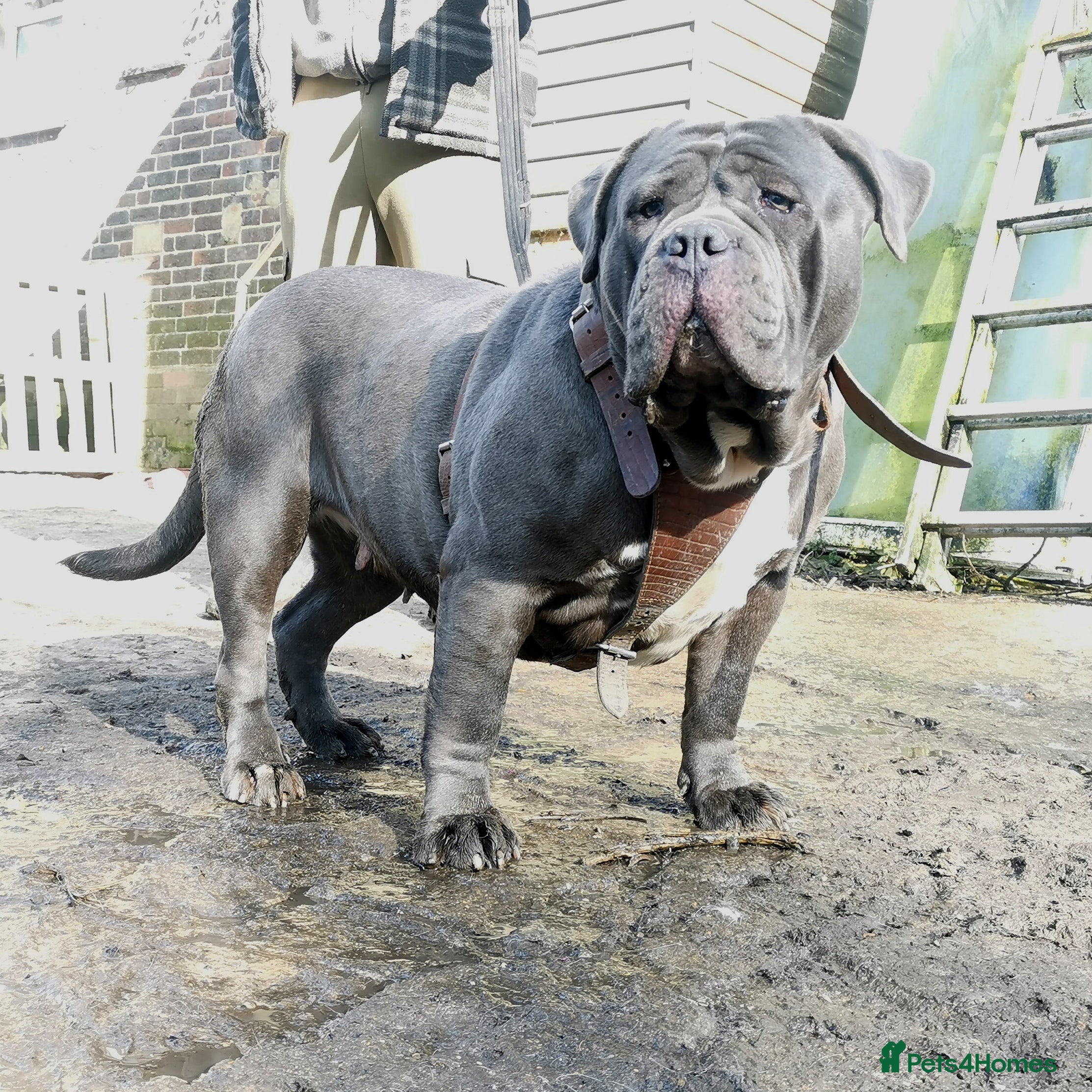 Mastiff dogs Stunning & stacked mastiff bitch for sale - Advert 7