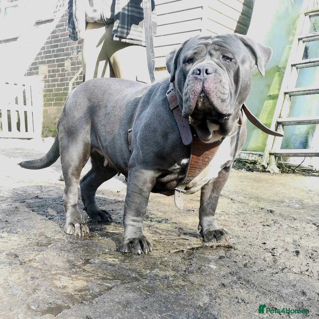 Mastiff dogs for sale: Stunning & stacked mastiff bitch for sale - Advert 2