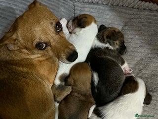 Jack Russell dogs for sale: Baby Jack Russell pups adorable - Advert 1