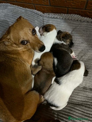 Jack Russell dogs Baby Jack Russell pups adorable - Advert 1