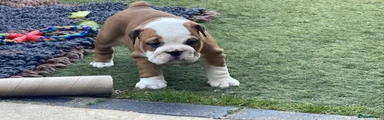 English Bulldog Puppy 1