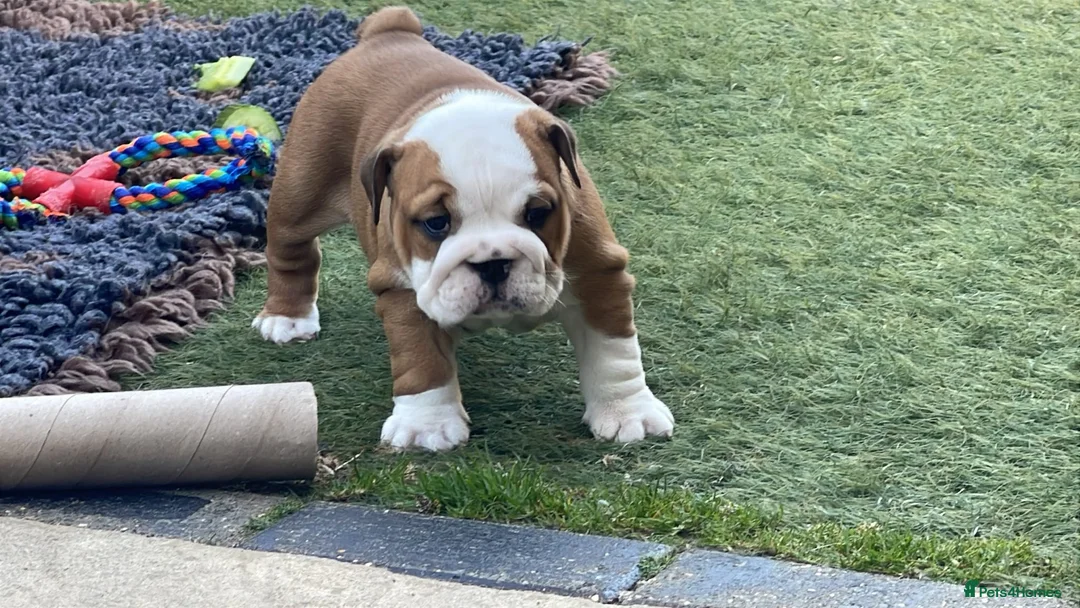 English Bulldog dogs for sale: 3 Female KC British Bulldog puppies for sale - Advert 4