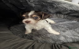 Mixed Breed dogs for sale: Shichon cross dachshund - Image 12