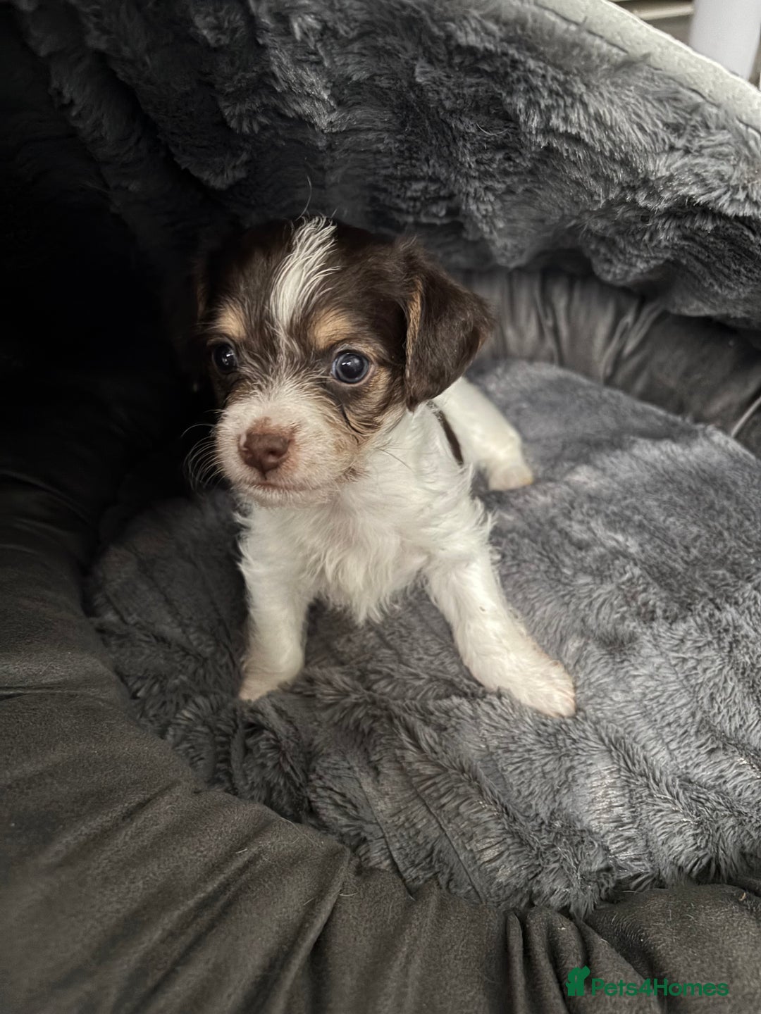 Mixed Breed dogs for sale: Shichon cross dachshund - Image 12