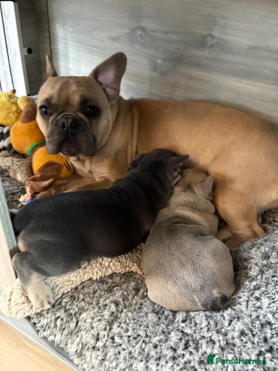 French Bulldog dogs for sale: Beautiful French Bulldog Puppies  in Forfar - Advert 2