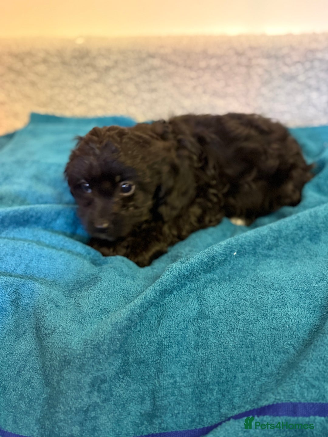 Cavapoo dogs for sale: F1 cavapoo  - Advert 10