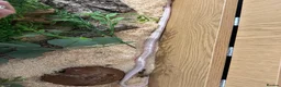 Corn Snake reptiles for sale: Corn snake Snow Tessera + set up in Calne - Advert 10