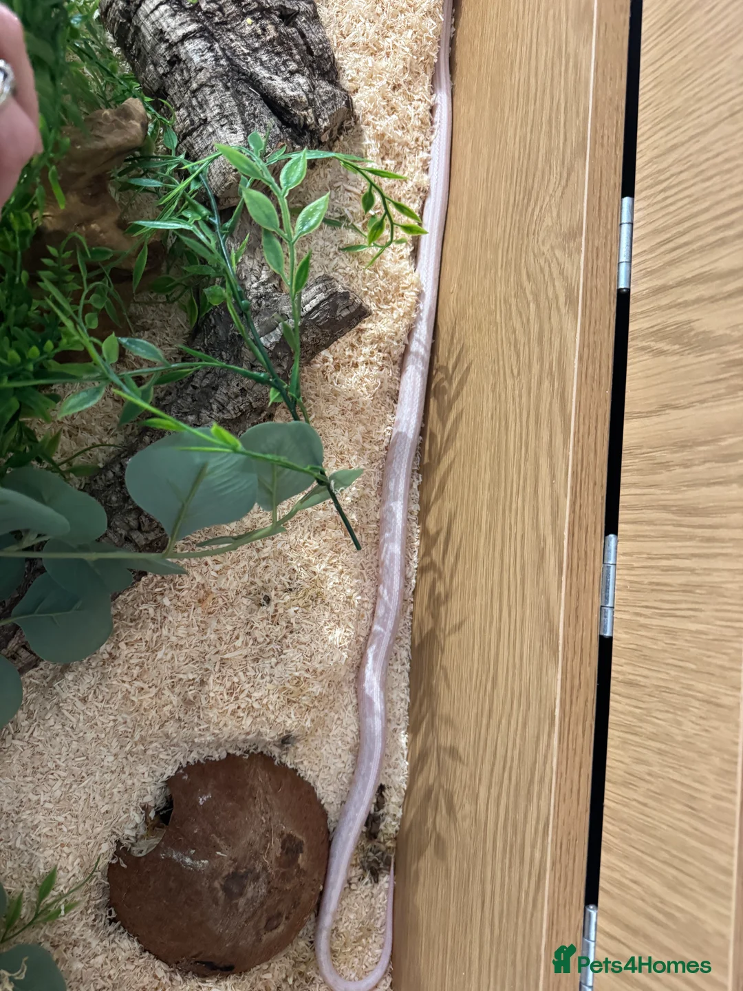 Corn Snake reptiles for sale: Corn snake Snow Tessera + set up in Calne - Advert 10