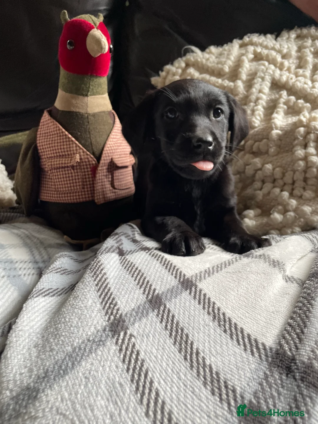 Labrador Retriever dogs for stud: Health Tested Working Labrador Retriever For Stud in Burton-on-Trent - Advert 10