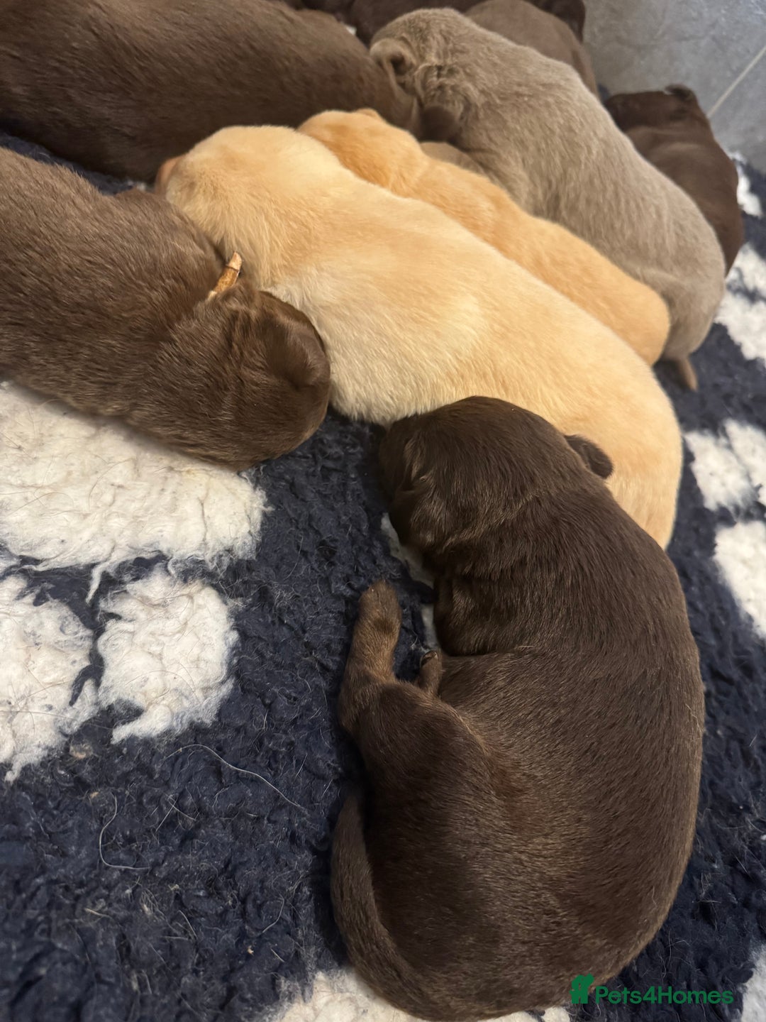 Labrador Retriever dogs for sale: Stunning Rare Coloured Pups Health Tested Parents  - Image 12