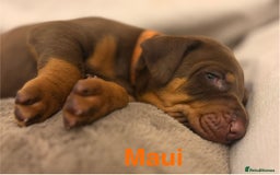 Dobermann dogs for sale: Doberman puppies  - Image 10