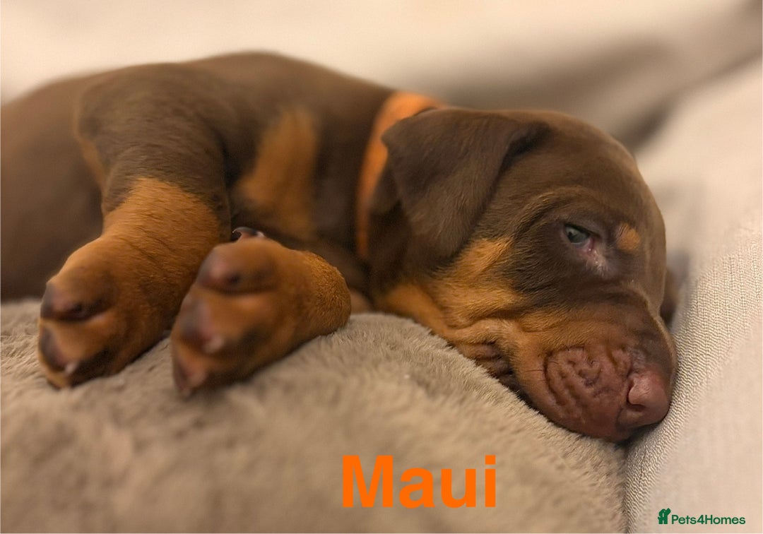 Dobermann dogs for sale: Doberman puppies  - Image 10