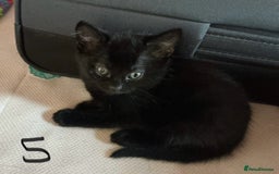 Mixed Breed cats for sale: Kittens black and white  - Image 3