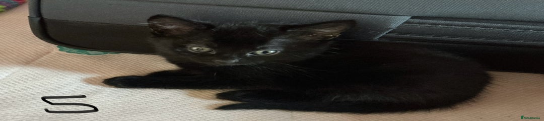 Mixed Breed Kitten 1