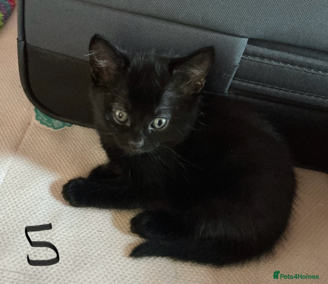 Mixed Breed cats for sale: Kittens black and white  - Image 3