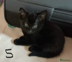 Mixed Breed cats - Advert 3