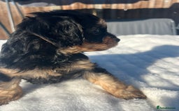 Cavapoo dogs for sale: ⭐️ Black & Tan Female Toy Cavapoo ⭐️ - Image 37