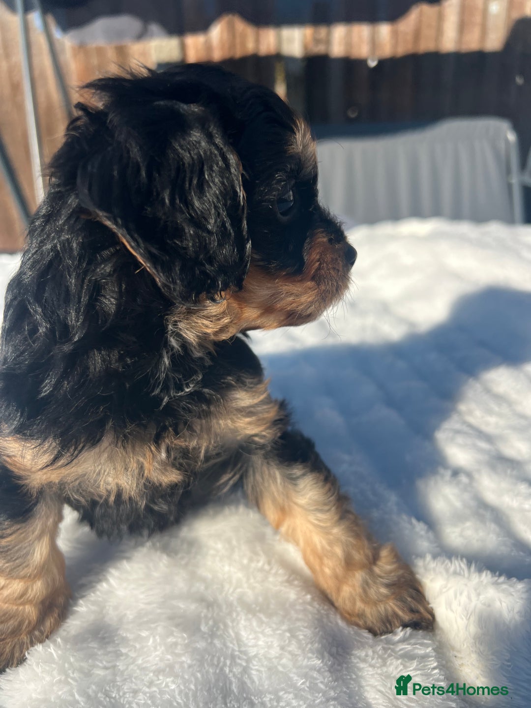 Cavapoo dogs for sale: ⭐️ Black & Tan Female Toy Cavapoo ⭐️ - Image 37