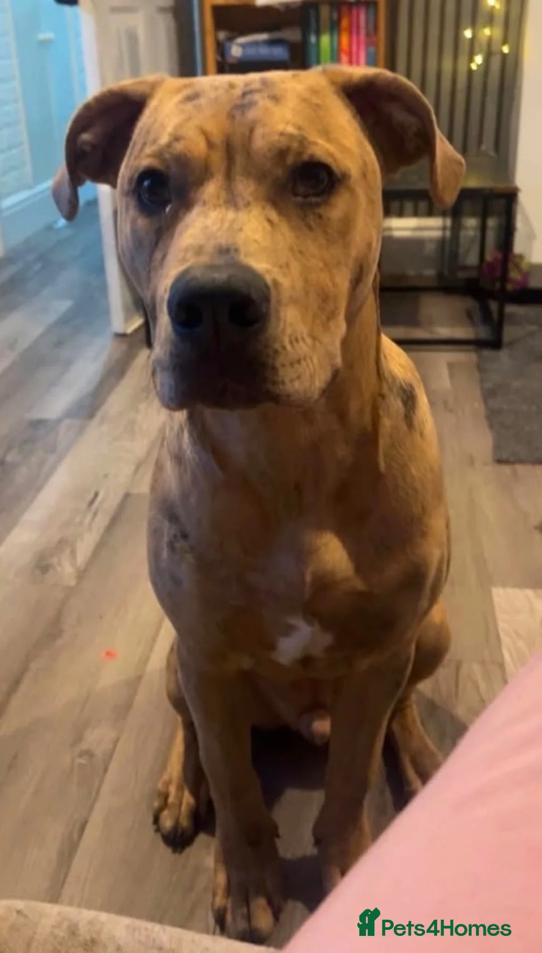 Mixed Breed dogs for sale: 🐾 Meet Symba – Looking for His Forever Home 🐾 - Advert 2