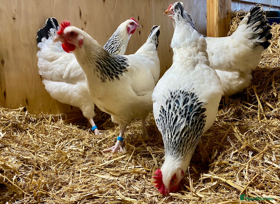 Chickens poultry for sale: Light Sussex  - Advert 6