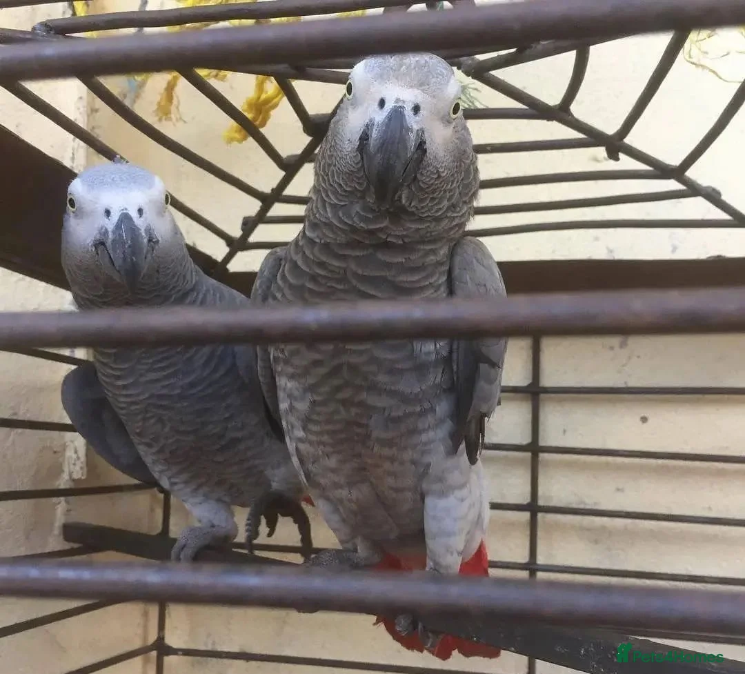Parrots birds for sale: Perfectly feathered African grey birds - Advert 1
